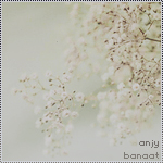banaat-687a550bb2.jpg