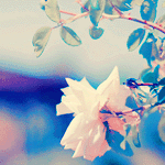 banaat-a60d798279.gif