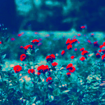banaat-d337395c0d.gif