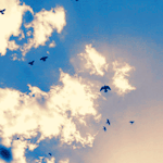 banaat-d7360bd176.gif