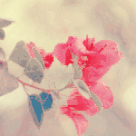 banaat-f26ba8d911.gif