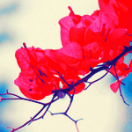 banaat-f4e87a3731.gif